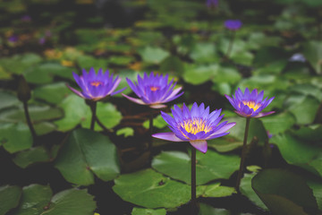 Image of Nymphaea flowers in the pond. beautiful violet water lily background. Details and colors