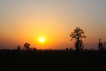 Fototapeta na wymiar silhouette of tree in sunset