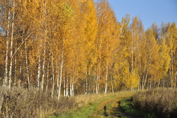 Fototapeta premium осень