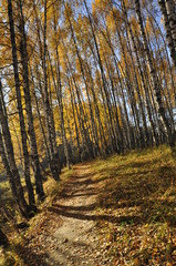 Obraz premium осень