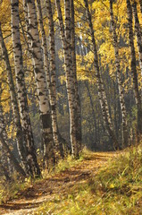 Fototapeta premium осень