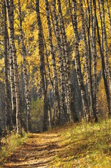 Fototapeta premium осень