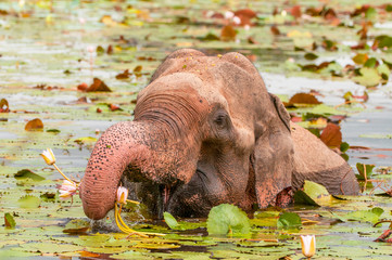 Asian or Asiatic elephant (Elephas maximus) eating water lily in Yala National Park, Sri Lanka.