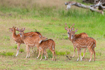 Naklejka na ściany i meble The chital or cheetal (Axis axis), also known as spotted deer or axis deer, Yala National park, Sri Lanka.