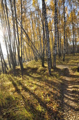 Fototapeta premium осень