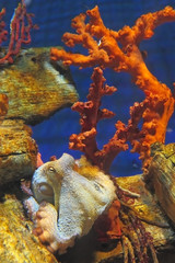 Octopus between corals