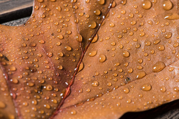Macro shot of waterdrops on an autumn leaf of oak tree