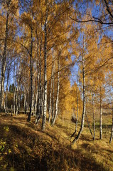 Obraz premium осень