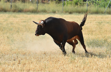 toro en el campo