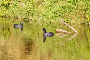 Coot, water