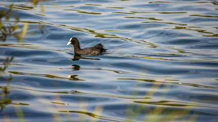 Coot, water