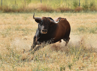 toro en el campo