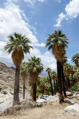 Fototapeta na wymiar Fan palm trees in the rocky landscape of Indian Canyons near Palm Springs California in the Coachella Valley