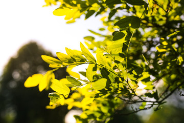 Green tree leaves background. Natural summer photo.