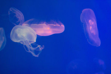 aquarium life, pink medusa and fish, animal photography, underwater