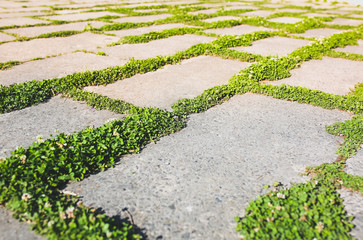 Green grass growing from the asphalt. Plant squares on the concrete road background. Urban nature concept.