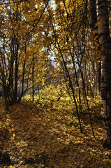 Fototapeta premium осень