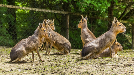 Capybaras on the watch