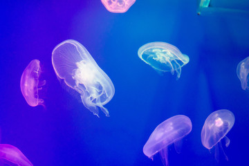 aquarium life, pink medusa and fish, animal photography, underwater