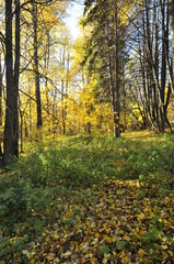 Fototapeta premium осень