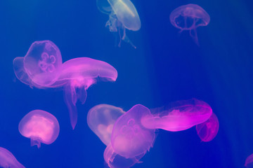 aquarium life, pink medusa and fish, animal photography, underwater
