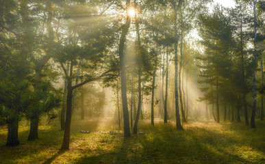 sun rays play in the branches of trees. autumn forest. autumn colors. morning.