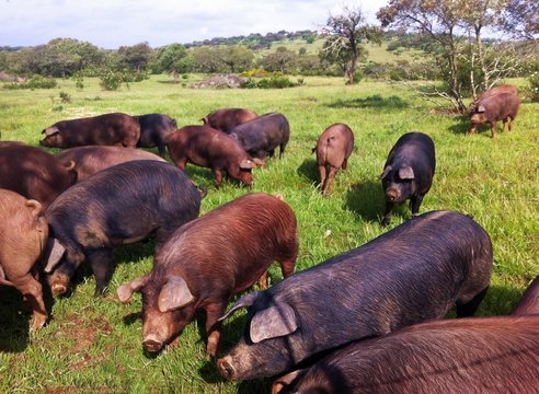 Cerdos ib&eacute;ricos en la dehesa de Huelva, Andaluc&iacute;a, Espa&ntilde;a.