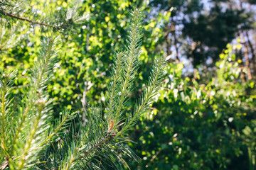 Fir tree branch in the forest. Green pine in the summer wood. Ecological wallpaper background.