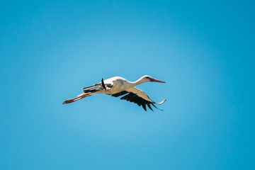 European White Stork Flies In Blue Sky