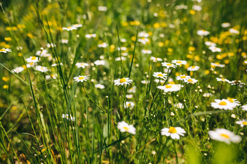 Beautiful field camomiles in the grass. Sunny summer day nature. Green lawn flowers background. Floral wallpaper.
