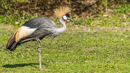 Crowned crane from the side standing on one leg in the grass