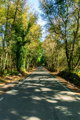 Fototapeta premium route de forêt