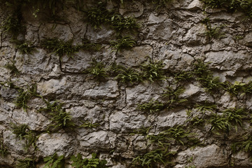 ferns coming through a stone wall