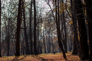 Fototapeta premium Autumn in the park