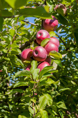 Obraz premium red apples in a tree