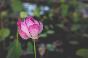 Image of Big pink lotus blossom and green leaves.