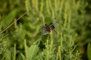 dragon fly on green field