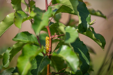 Grass hopper on plant