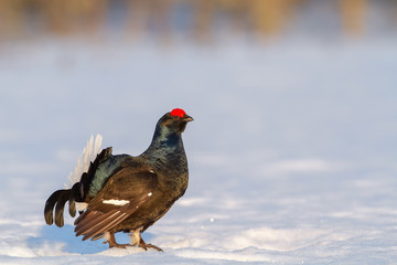 Lekking Black Grouse in Finland