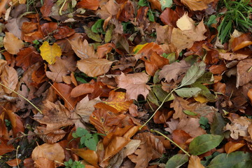 Carpet of autumn leaves. Fallen autumn leaves on the ground.