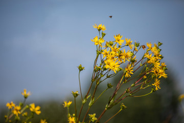 Fototapeta premium yellow flowers on background of blue sky