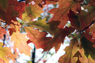 Autumn foliage