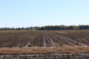 Muddy field plowed into rows .trees in the back ground with a overcast blue sky. Agriculture effected by rain and flooding. Crops swamped by rain.