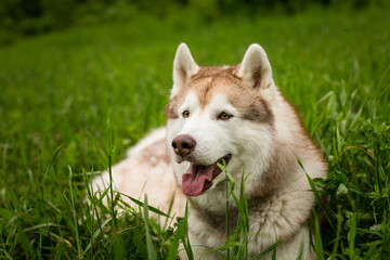 Profile Portrait of smiley beige dog breed siberian husky with tonque hanging out lying in the green forest