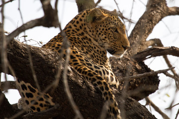 Fototapeta na wymiar Leopard resting