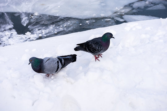 Two pigeons in the snow at the frozen river