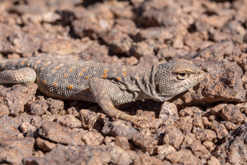 Andina Lizard (Liolaemus Andina or Torresi) in the amazing Desierto de Atacama (Atacama Desert), impressive fauna living in the driest desert environment in the world, Chile, a life in hard condition
