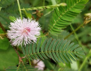 Small thrones Behind this ' Beauty '