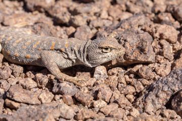 Fototapeta premium Andina Lizard (Liolaemus Andina or Torresi) in the amazing Desierto de Atacama (Atacama Desert), impressive fauna living in the driest desert environment in the world, Chile, a life in hard condition 