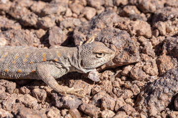 Andina Lizard (Liolaemus Andina or Torresi) in the amazing Desierto de Atacama (Atacama Desert), impressive fauna living in the driest desert environment in the world, Chile, a life in hard condition
